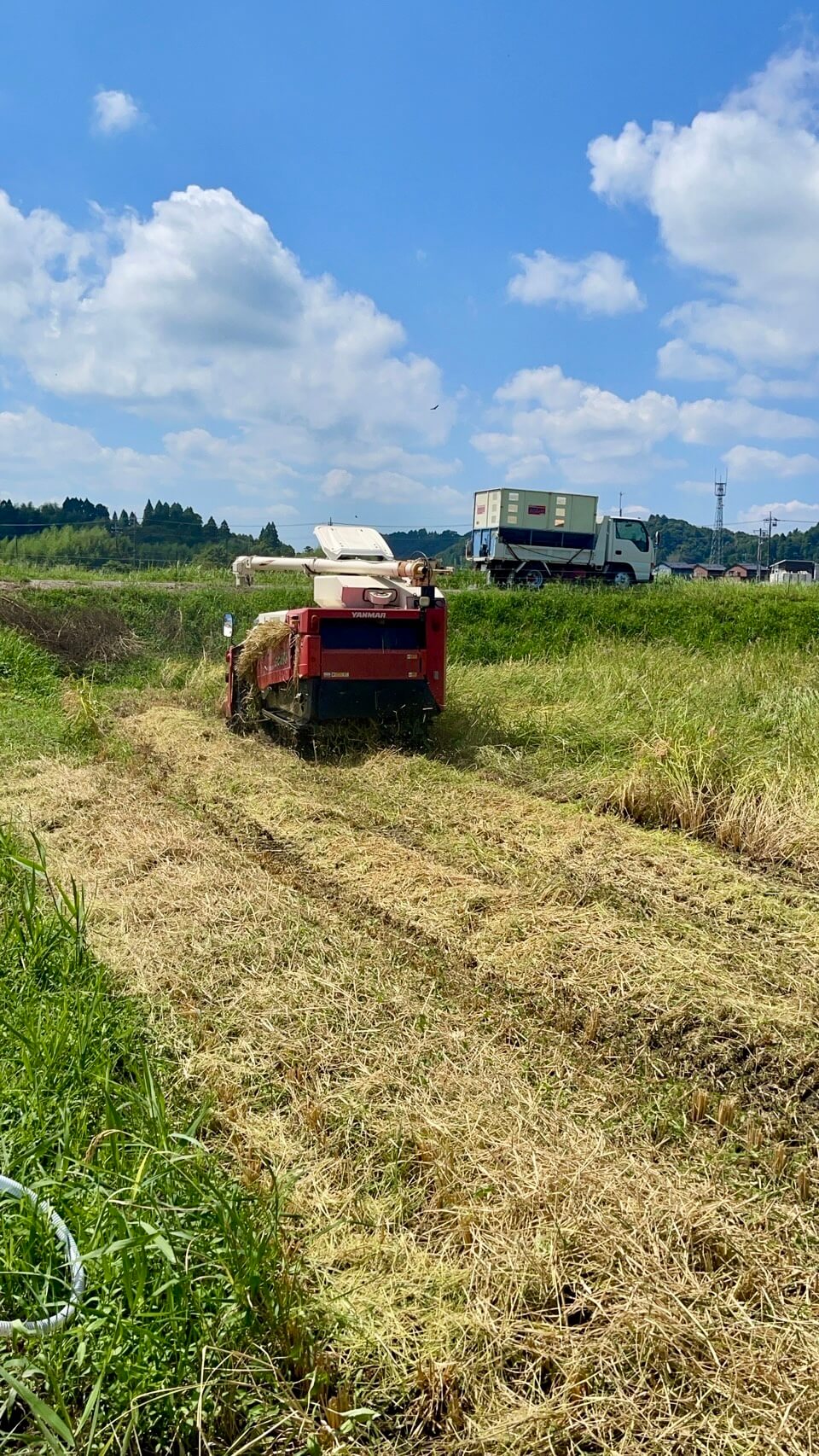 稲刈り写真1