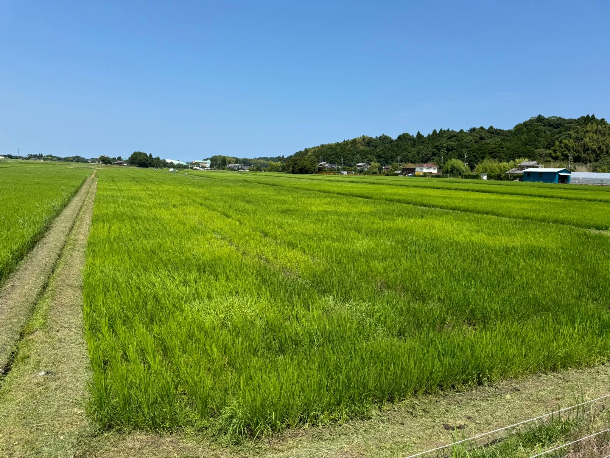 田んぼの様子